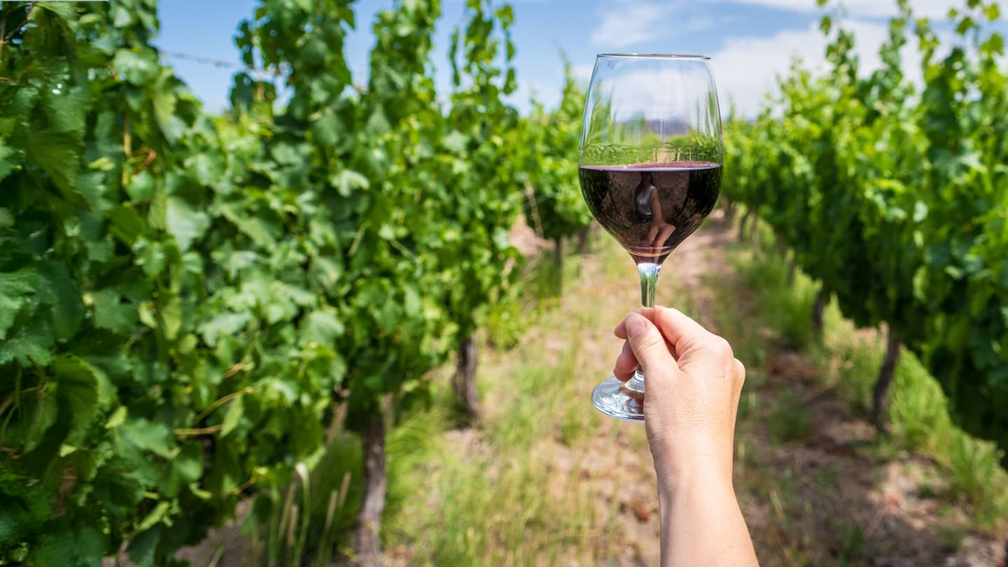 Red Wine Tasting in the Vineyard Hand holding a glass of red wine among lush vineyard rows