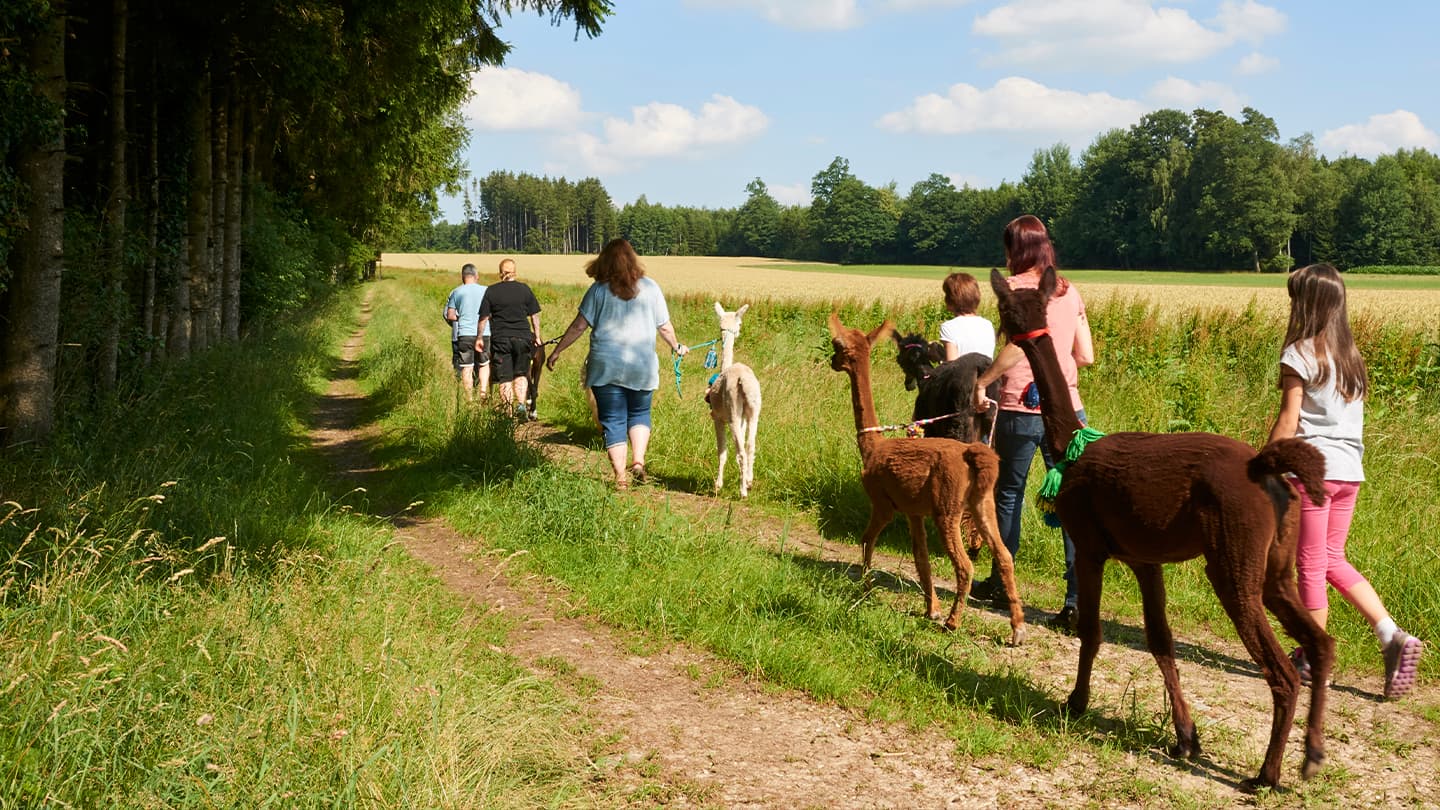 Alpaca Trekking Through the Countryside Group of people walking alpacas on a sunny countryside trail