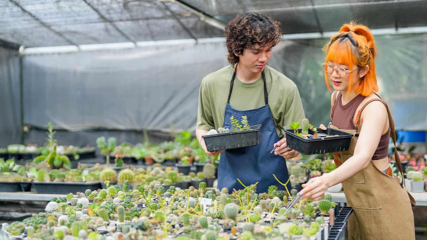 Choosing Cacti at a Greenhouse Nursery Two people selecting cacti and succulents in a greenhouse nursery