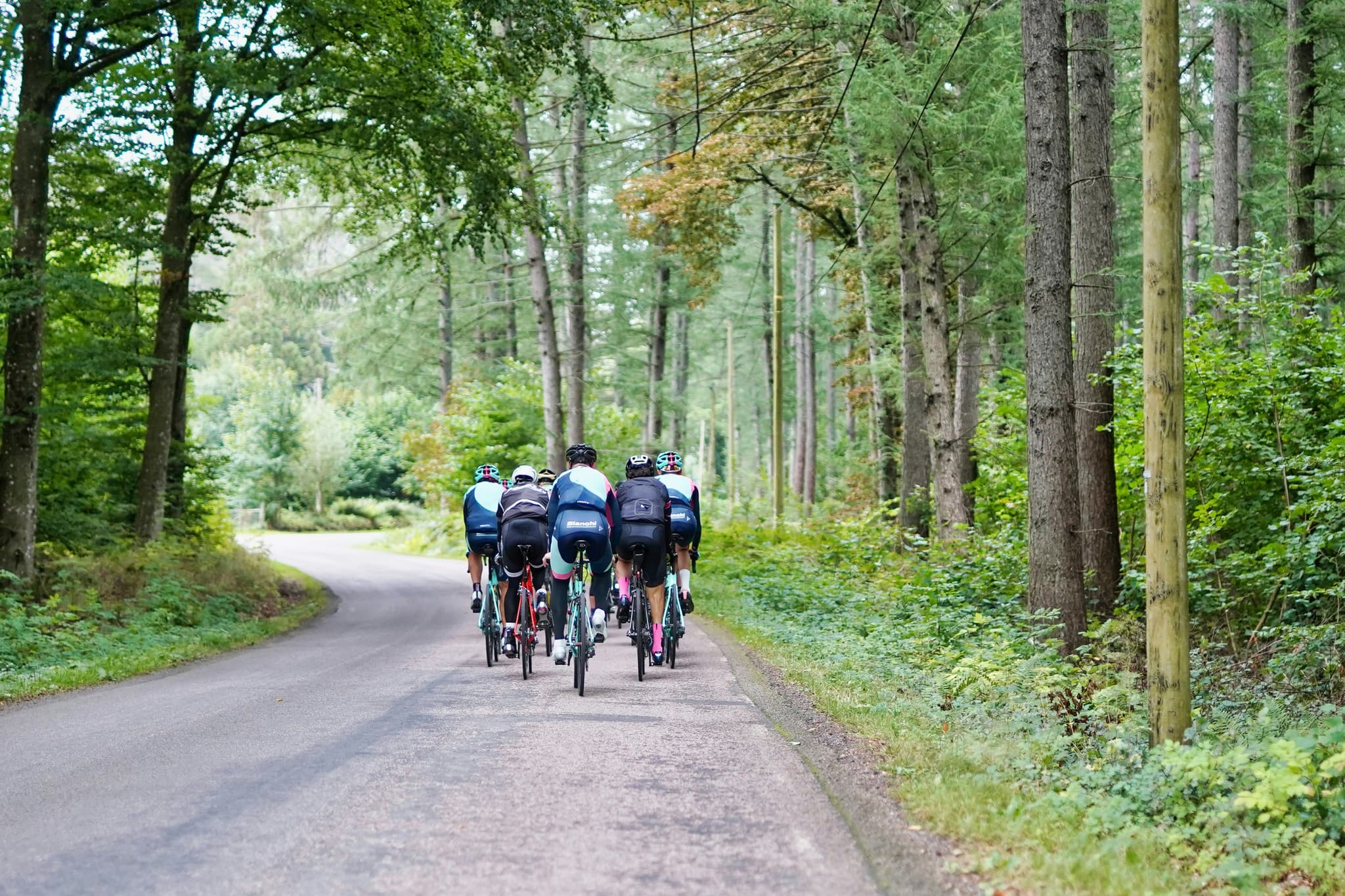 Radfahrer auf Waldweg Gruppe von Radfahrern auf einem asphaltierten Waldweg, gesäumt von hohen Bäumen.