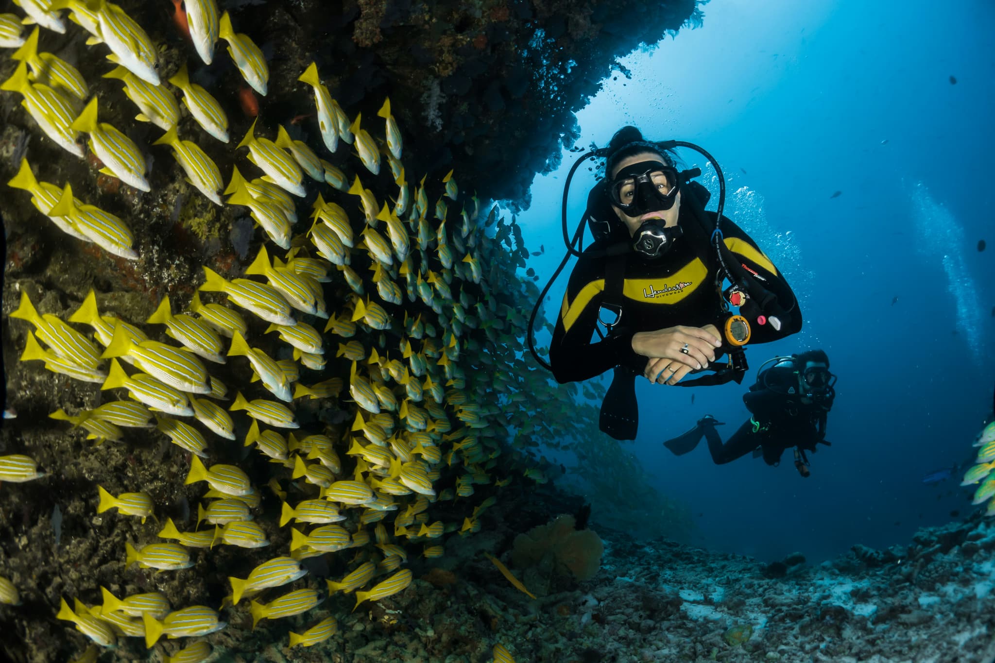 Scuba Diver Exploring Coral Reef Scuba diver in black and yellow gear exploring a coral reef surrounded by a school of yellow fish.
