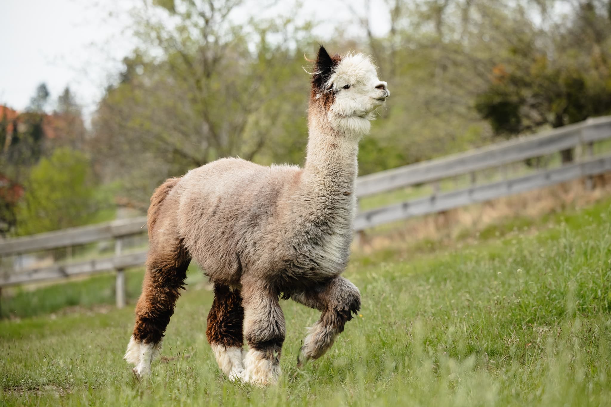 Alpaca Walking in Green Pasture Young alpaca walking through a grassy pasture near a wooden fence.