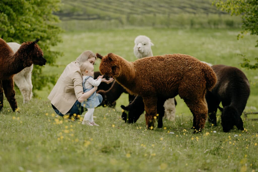 Feeding Alpacas in the Pasture Woman and toddler feeding brown alpaca in a grassy pasture.