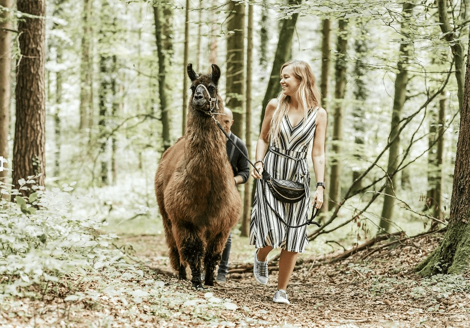 Woman Walking Llama Through Forest Smiling woman walking a llama on a leash along a forest trail.