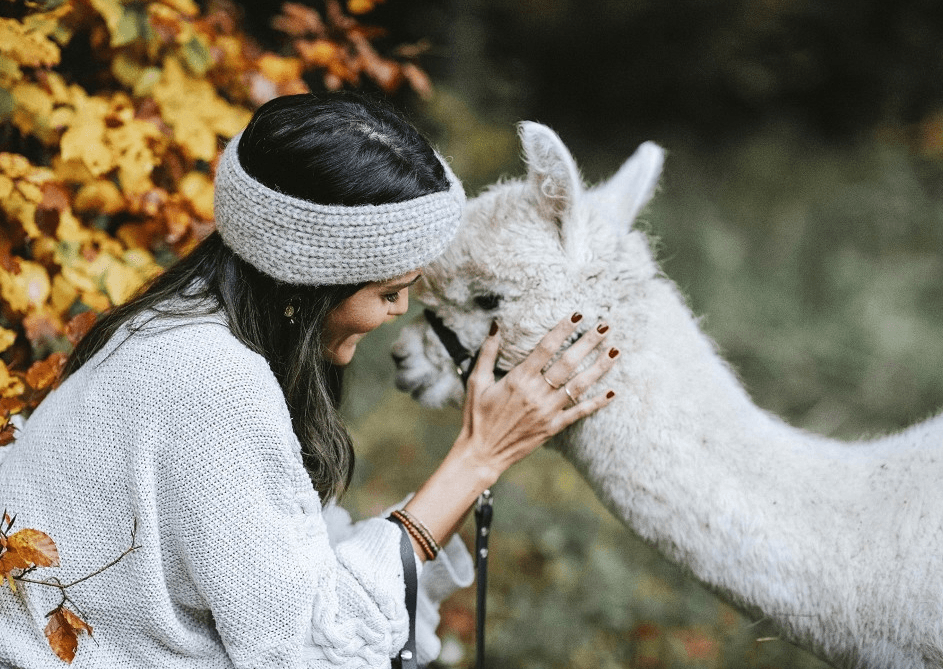 Woman Petting White Alpaca in Autumn Woman gently petting a white alpaca surrounded by autumn foliage.