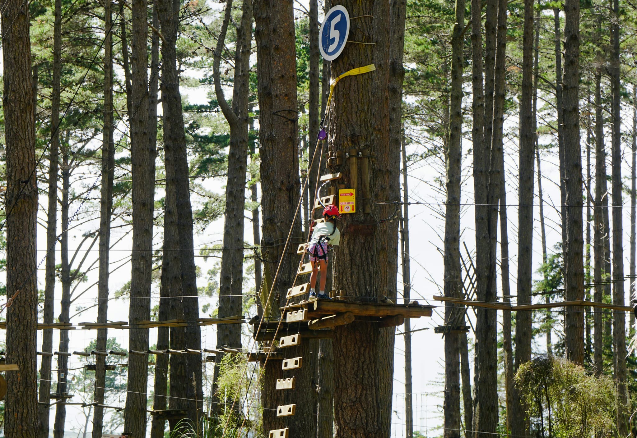 Rope Course Climbing in Forest Canopy Person climbing a rope course high in a tall tree with safety equipment and harness.