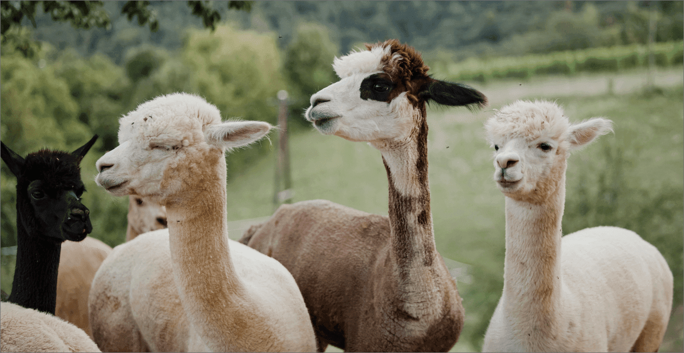 Alpacas Gathered in Green Pasture Group of alpacas with varied fur colors standing together in a green pasture.