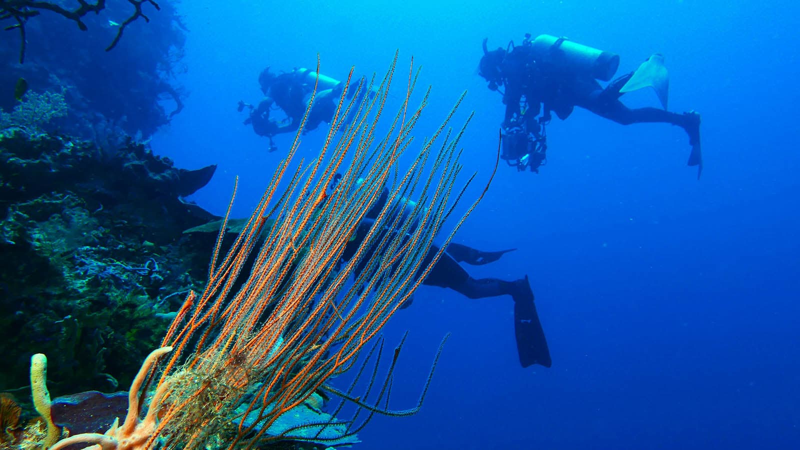 Divers Exploring Coral Reef Divers exploring a reef with tall orange soft coral in clear blue water.