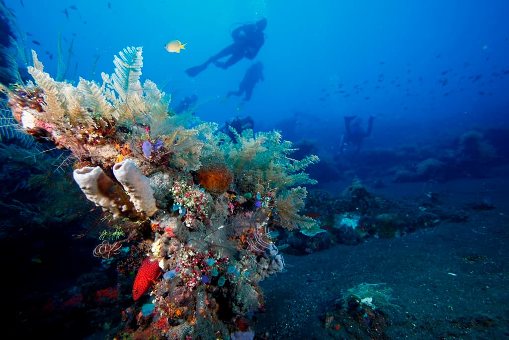 Coral Reef With Scuba Divers Colorful coral reef formation with scuba divers swimming in deep blue water.