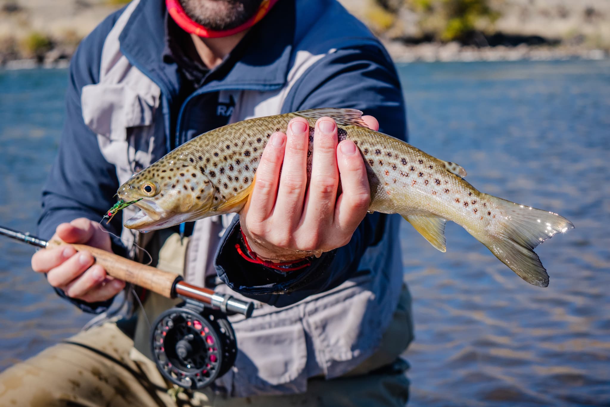 Angler hält Bachforelle beim Fliegenfischen Angler in blauen Wathosen hält eine Bachforelle mit Fleckenzeichnung beim Fliegenfischen.