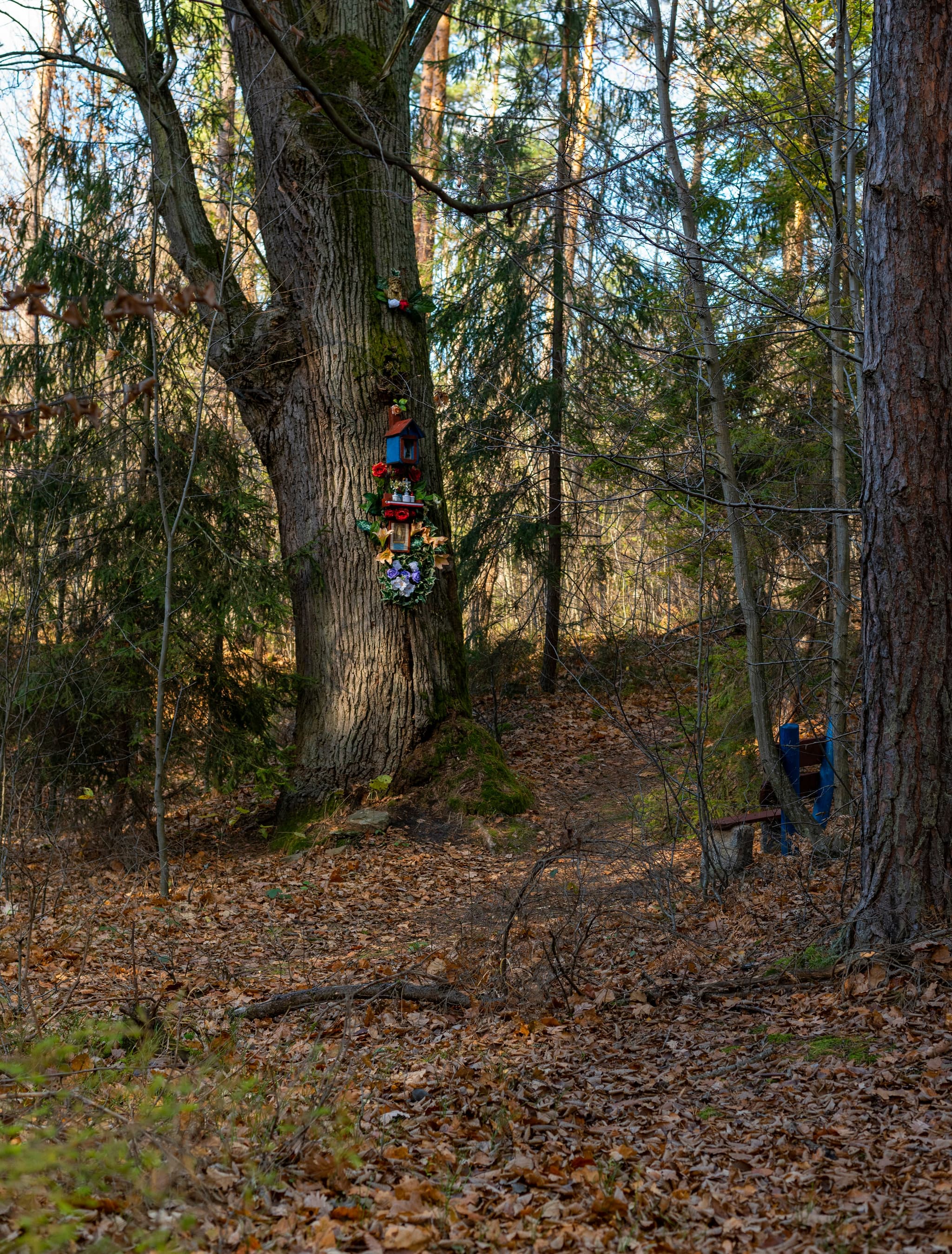 Forest Path with Tree Memorial Shrine Small memorial shrine with flowers on a tree trunk beside a forest path.