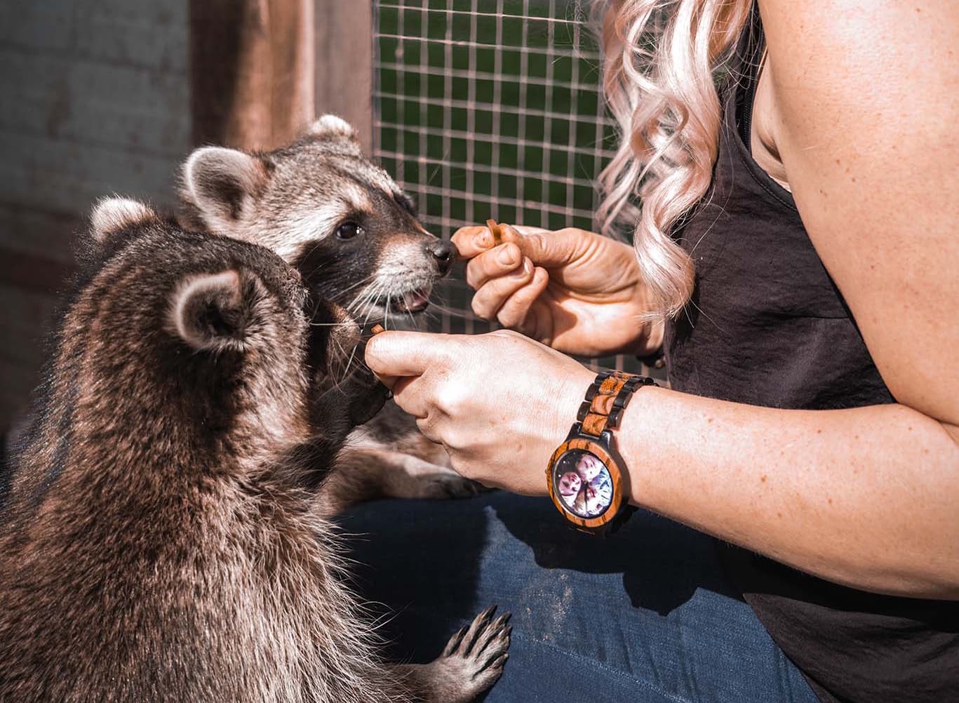 Feeding Raccoons in an Outdoor Enclosure Woman hand-feeding two raccoons treats inside a wire enclosure.