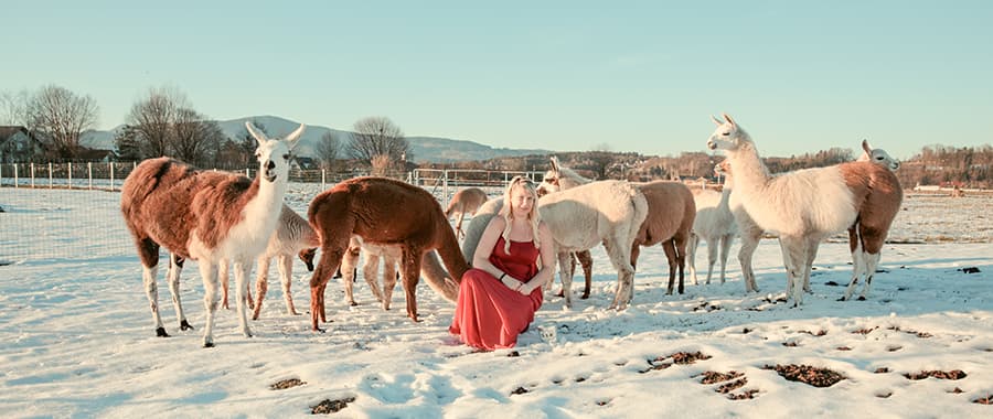 Woman Sitting With Llamas in Snow Woman in a red dress sitting with a herd of llamas in a snowy field.