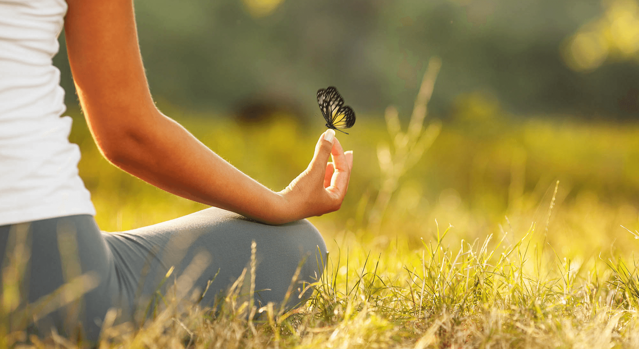 Butterfly on Hand in Grass Field Person's hand with a black and yellow butterfly perched on their finger in a sunny grass field.