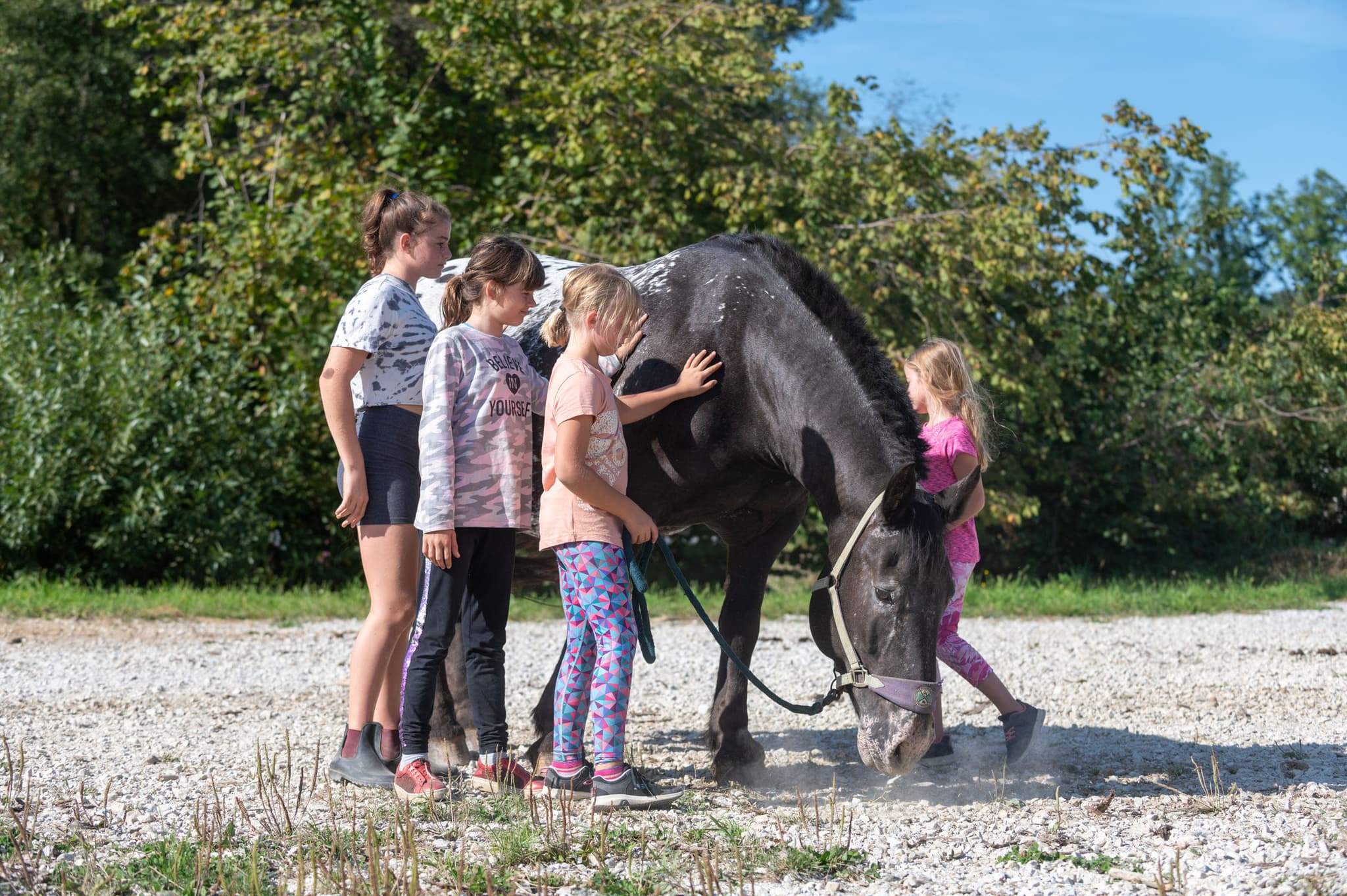 Children Petting a Horse Outdoors Children petting a dark horse with a lead rope on a gravel yard.