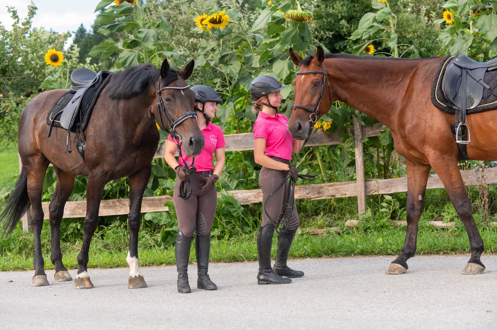 Riders and Horses by Sunflowers Two riders in pink shirts standing with horses near a sunflower field.