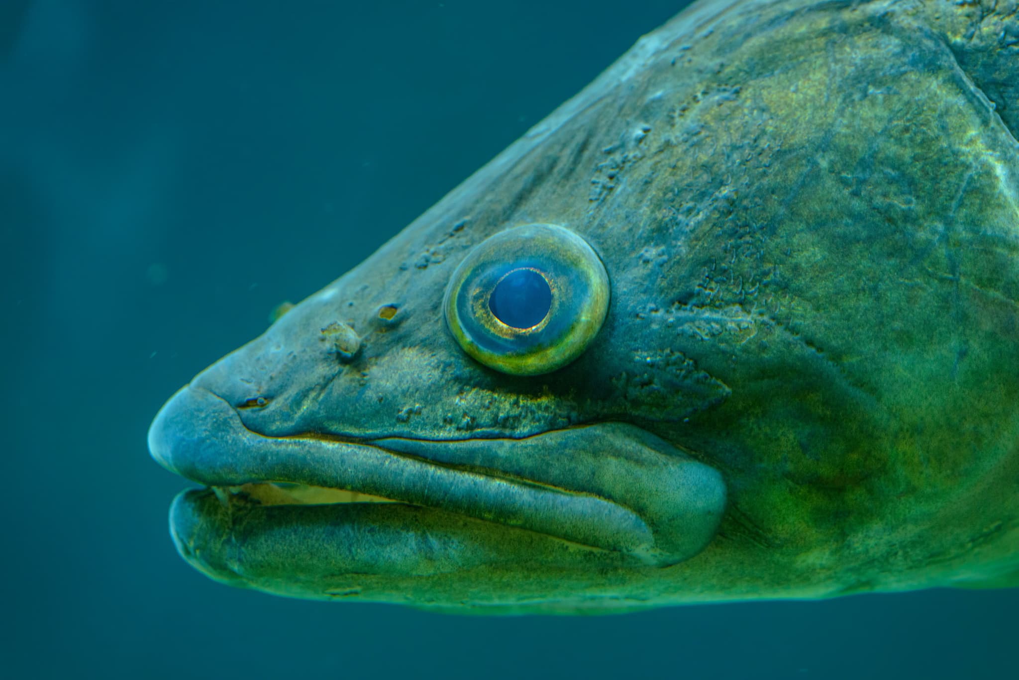 Kopf einer Muräne in Nahaufnahme unter Wasser Nahaufnahme des Kopfes einer Muräne mit ihrem charakteristischen großen Auge und offenem Maul vor blaugrünem Unterwasserhintergrund.