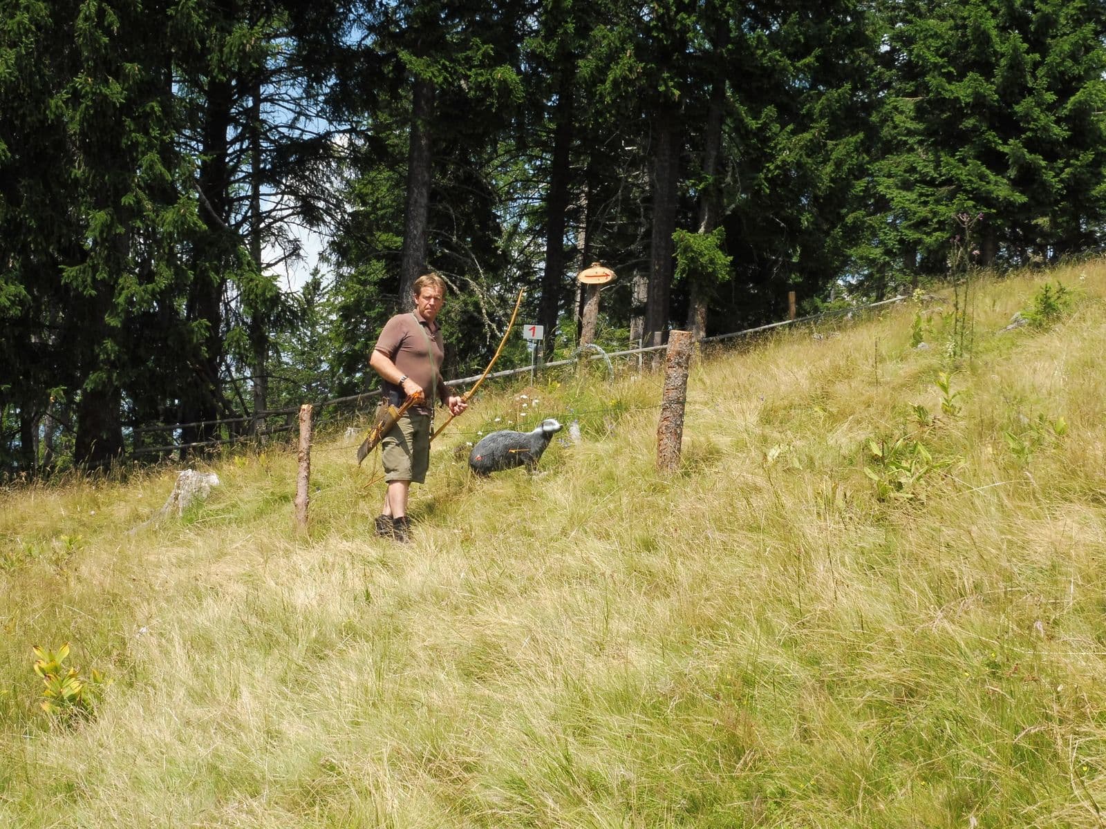 Disc Golf auf bewaldeter Hanglage Person wirft eine Disc auf einer grasbewachsenen Hanglage, umgeben von hohen Nadelbäumen.