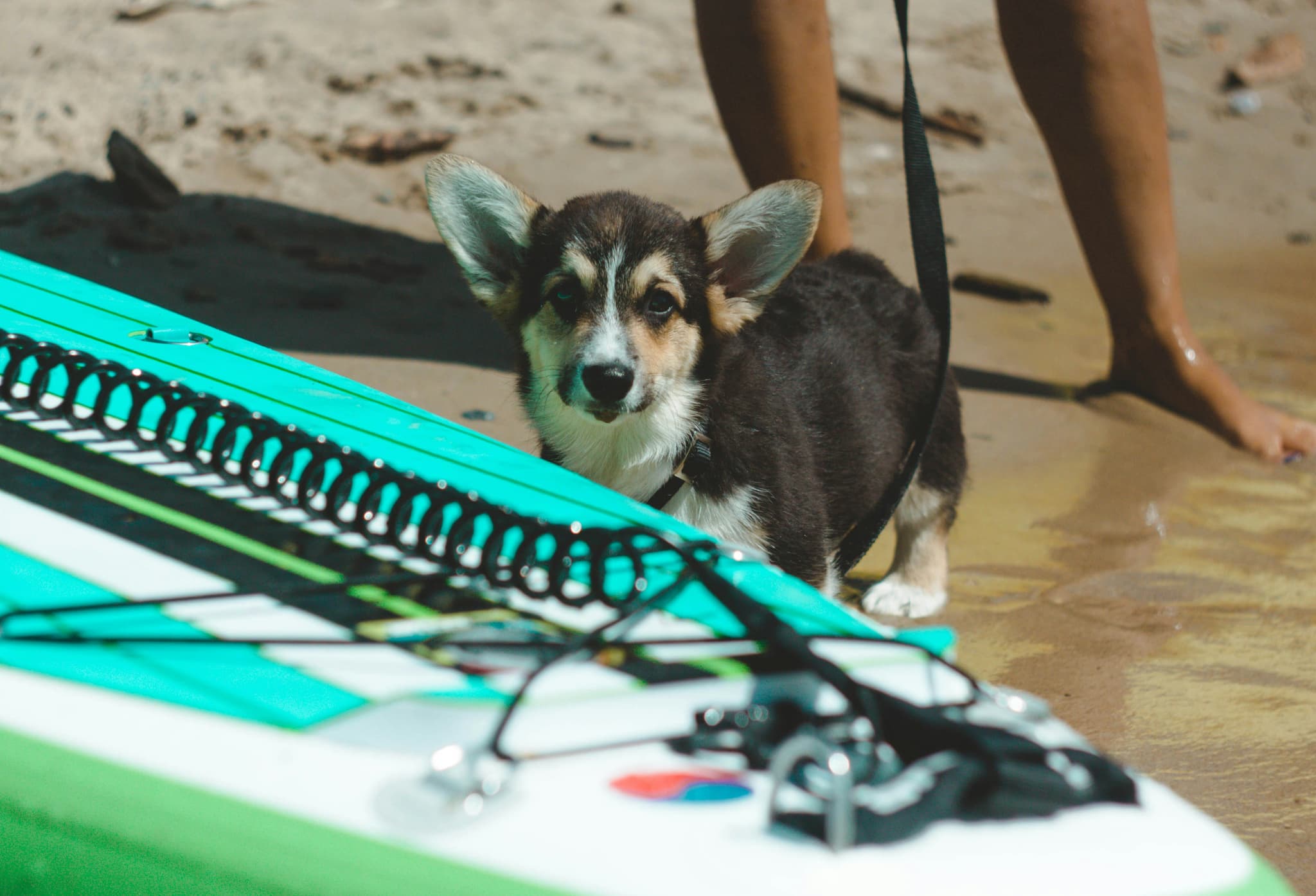 Corgi With Kiteboard on Beach Corgi standing on sand next to a turquoise and green kiteboard with a person holding the board.