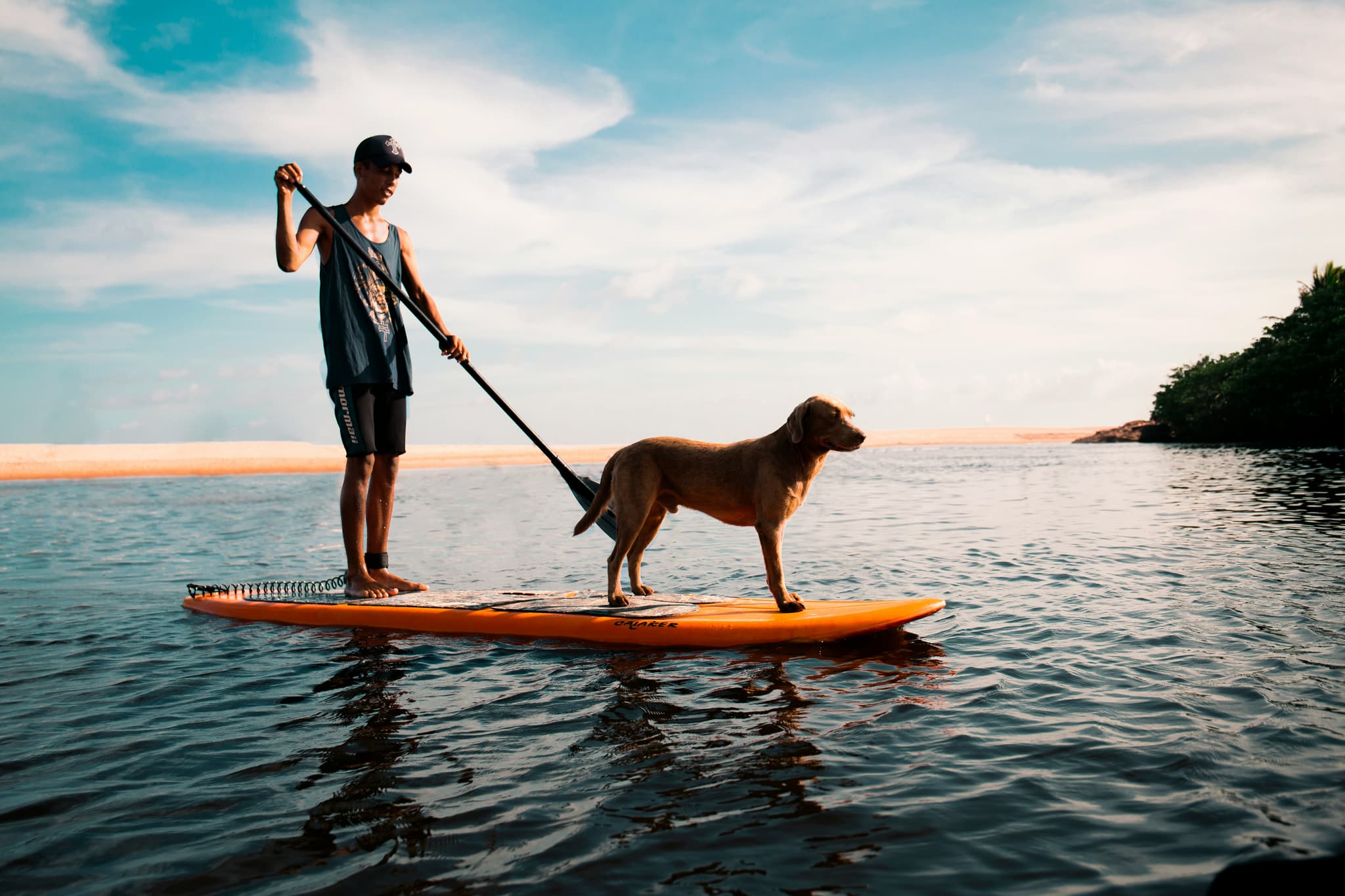 Paddleboarding With Dog on Water Person stand-up paddleboarding with a brown dog on an orange board in calm coastal water.
