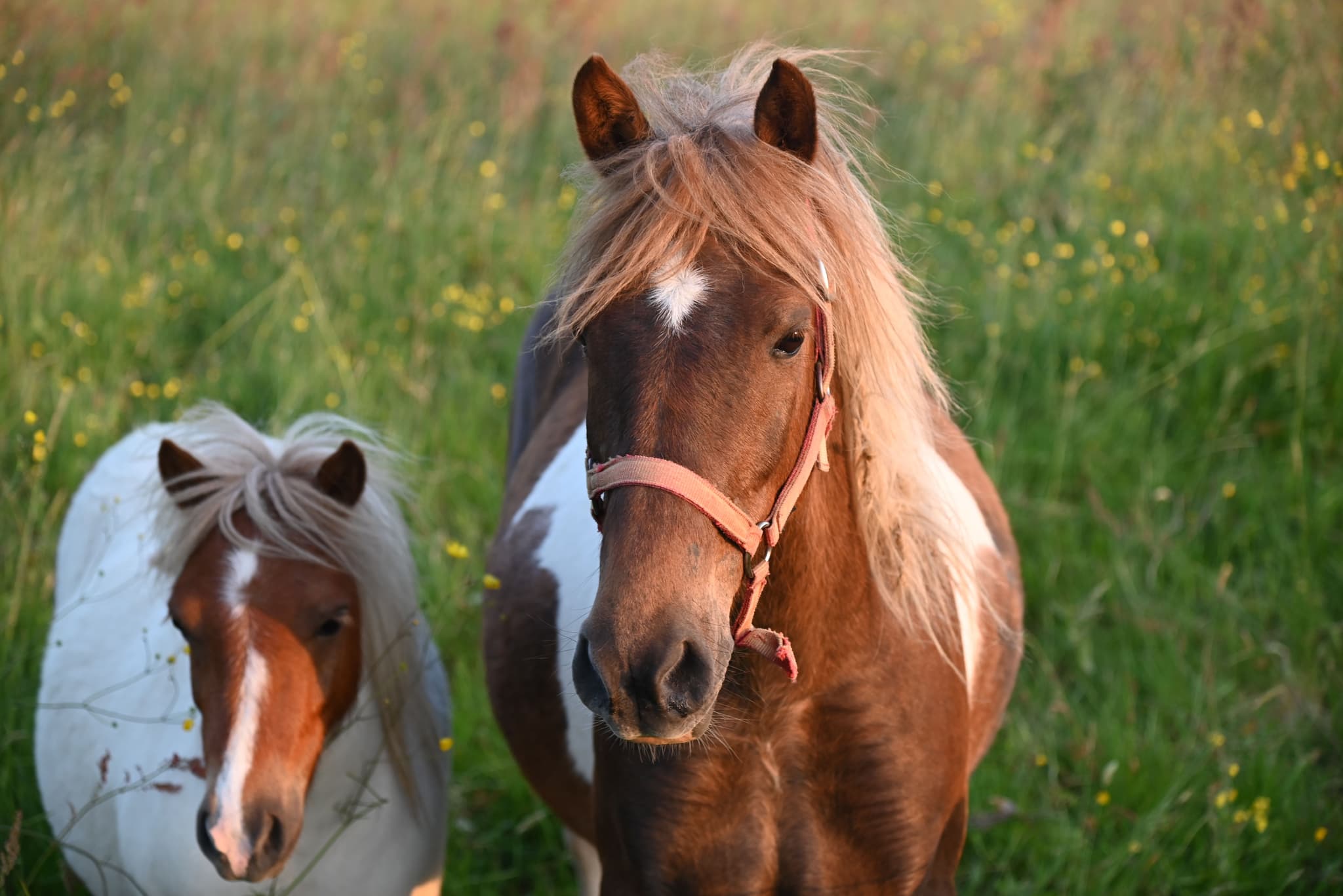Horse and Foal in Wildflower Meadow Brown horse with white blaze wearing a pink halter stands in a wildflower meadow next to a smaller brown and white foal.