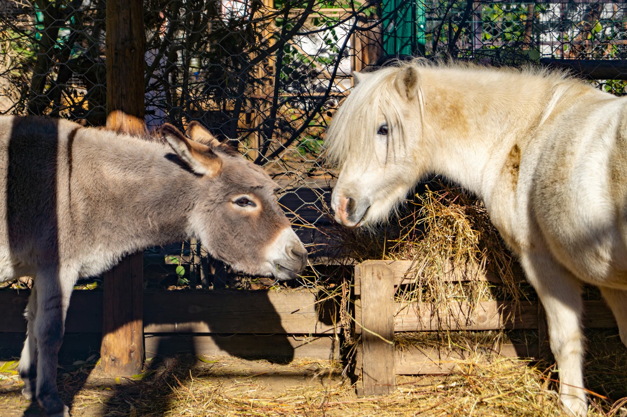 Donkey and Pony Sharing Hay A gray donkey and cream-colored pony eating hay together in a fenced farm enclosure.