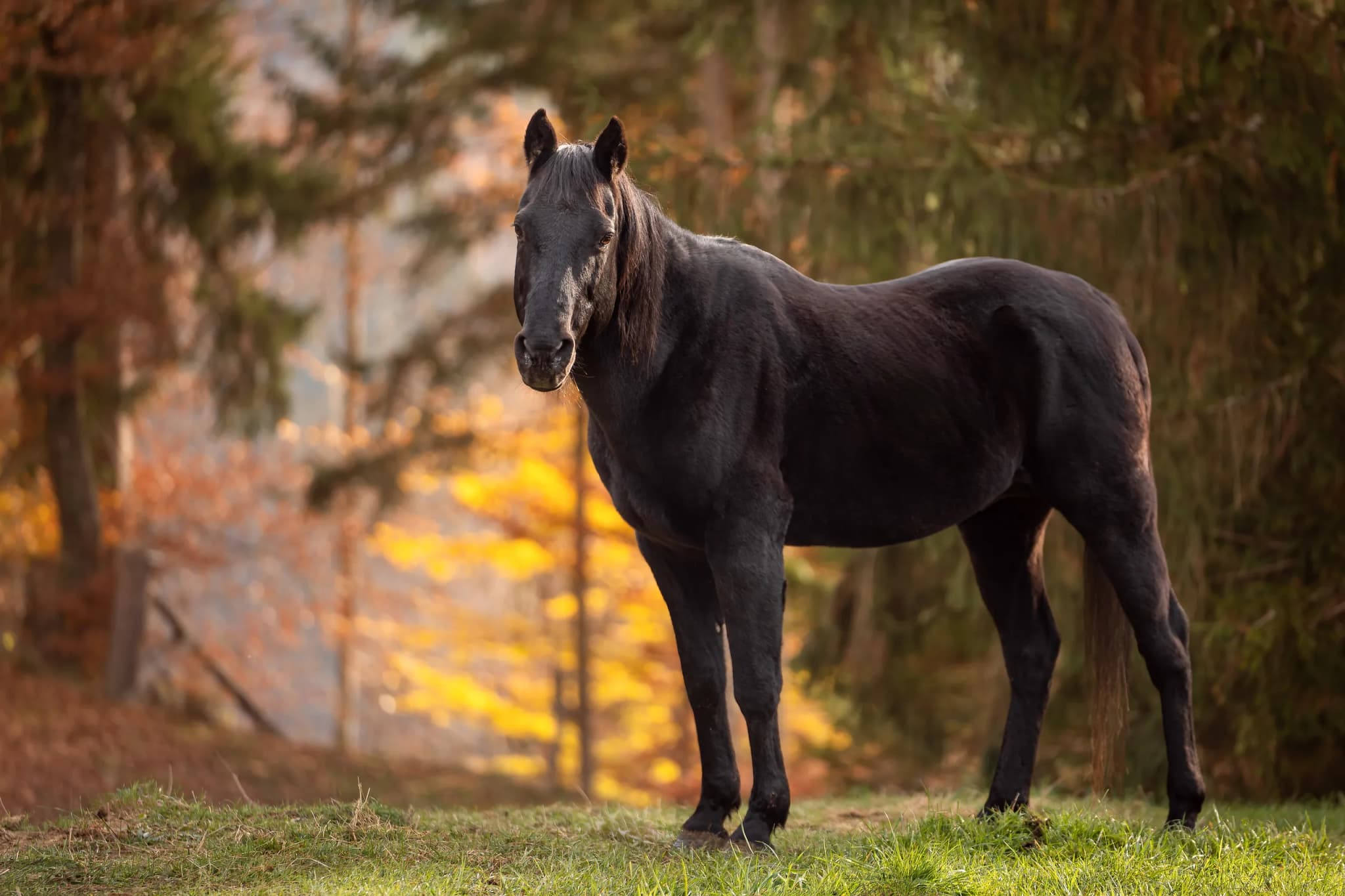 Black Horse in Forest Clearing A black horse stands in a grass-covered clearing, surrounded by coniferous trees and autumn foliage.