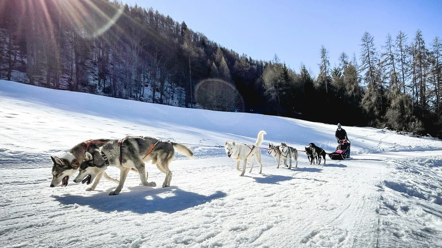 Husky Tour